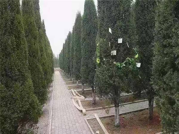 西安漢皇樹(shù)葬墓園：綠色殯葬的革新實(shí)踐