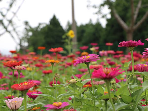 西安壽陽山墓園如何體現(xiàn)節(jié)地生態(tài)葬的理念，并在此基礎(chǔ)上實現(xiàn)生命的永恒與自然和諧？