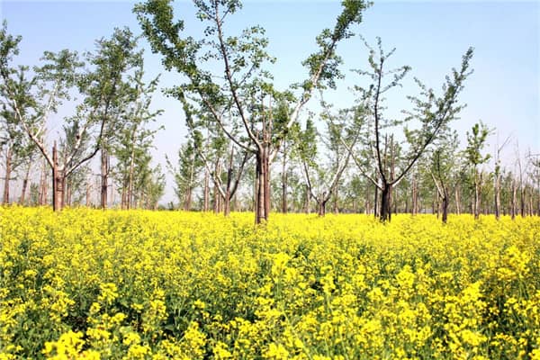 西安長安區(qū)壽陽山墓園售價，選擇我們