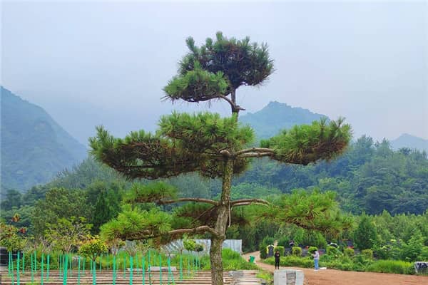 選擇西安九龍山公墓的樹葬方式，對家屬有哪些意義？