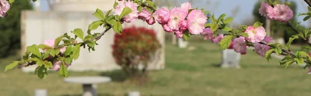 祭掃高峰期鮮花供應與價格波動分析（最新數據）