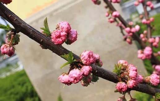 送花圈是送一個還是送一對？你知道講究嗎？